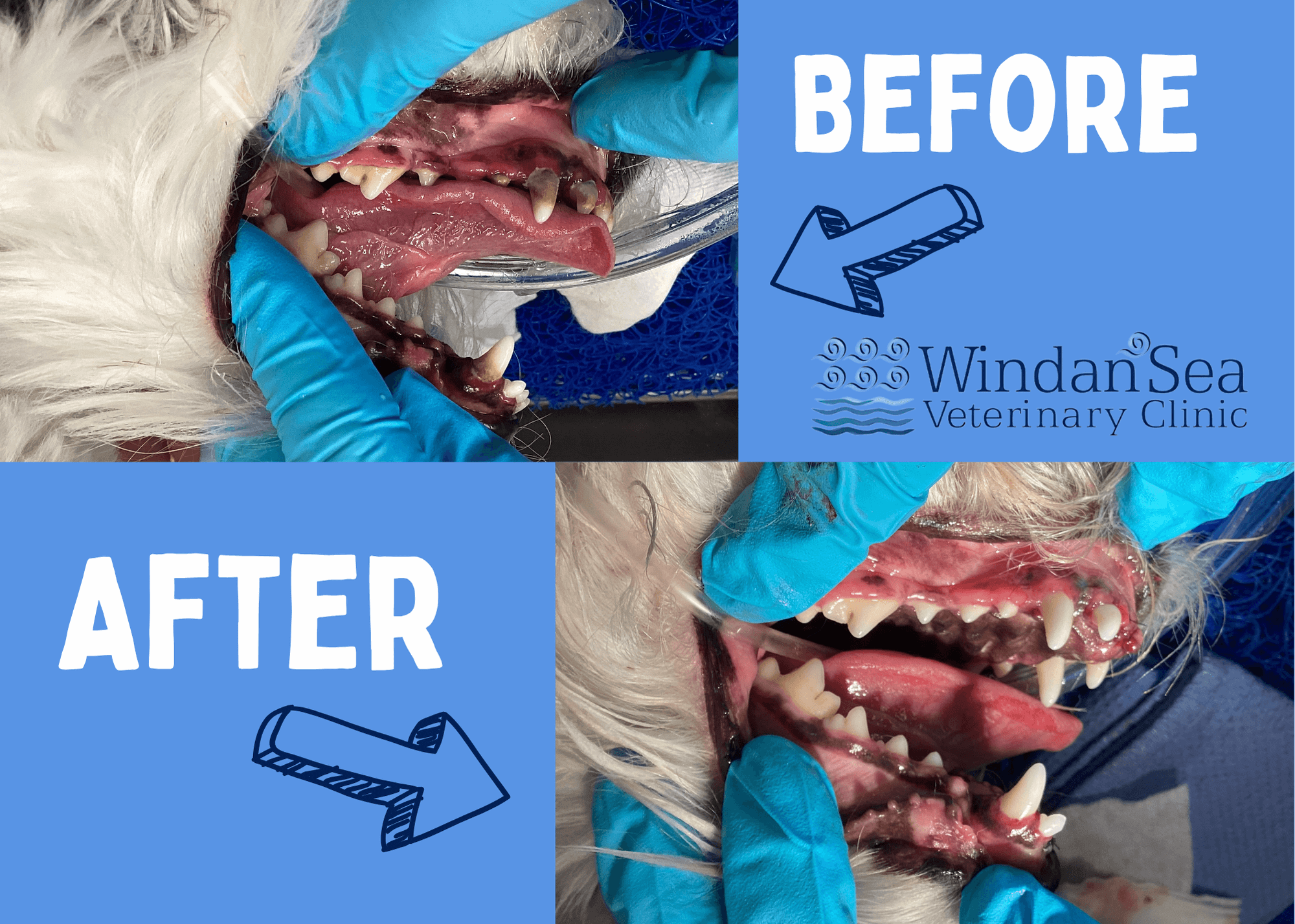 Before and after dog dental cleaning comparison photos 