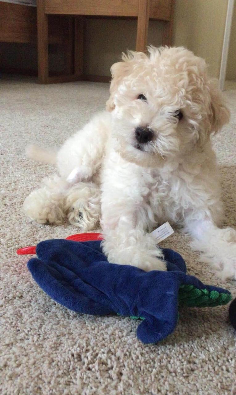 La Jolla Veterinary Clinic