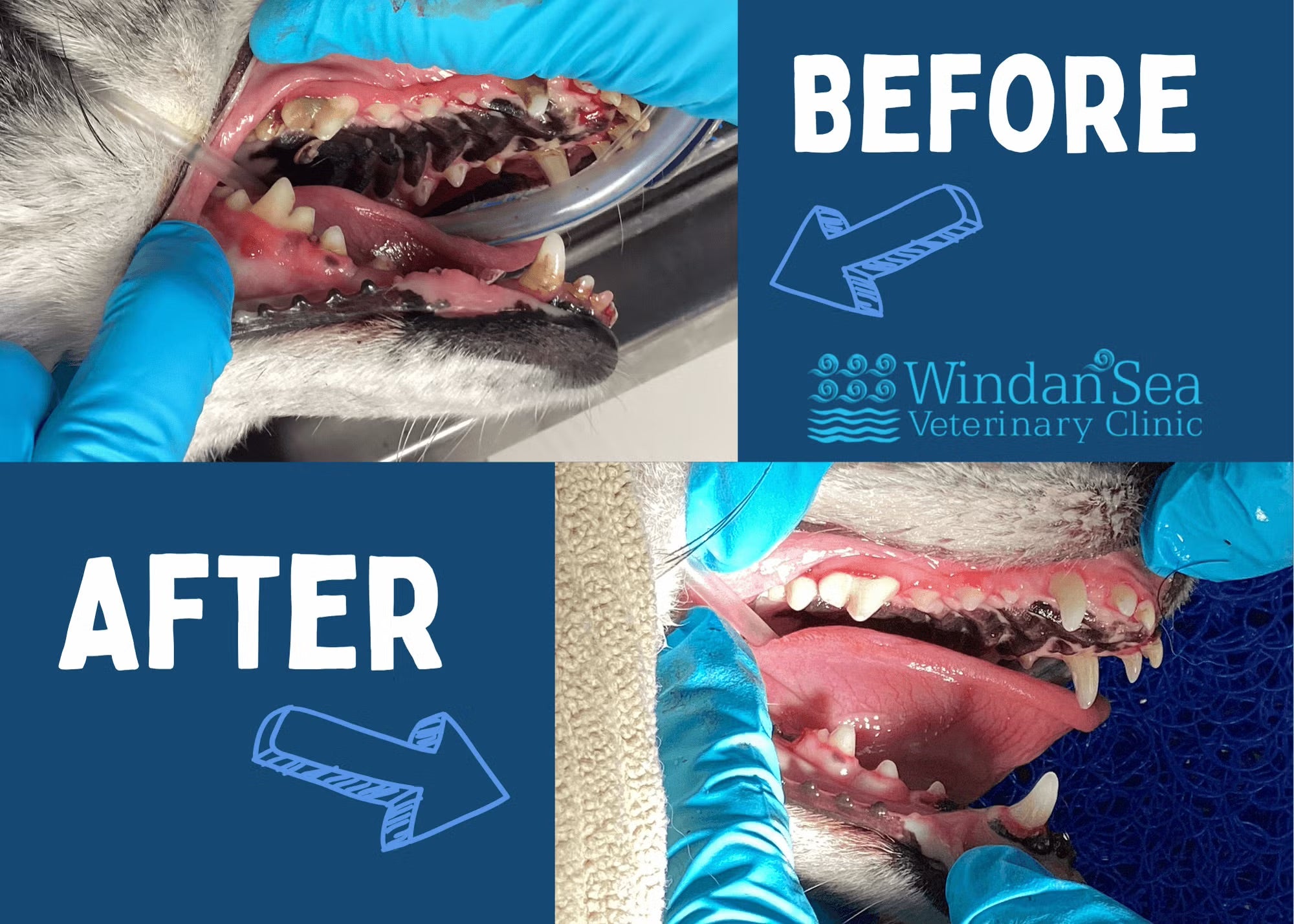 Dog Dental Cleaning Before and After