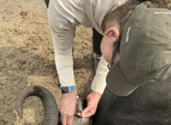 La Jolla Veterinarian Lends Animal Care Expertise in South African Wild