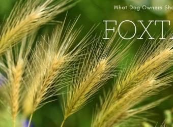 Foxtails and Your Dog: What You Need to Know
