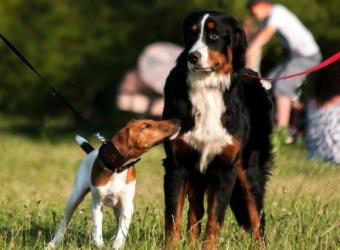 How to Introduce Dogs to Each Other: Expert Tips for a Positive First Encounter