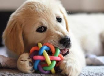 Why Resource Guarding in Dogs Is a Problem & What to Do About It